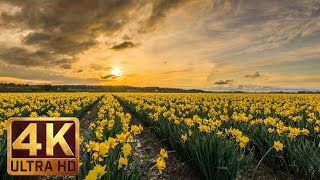 Spring Flowers 4K Video with Nature Sounds Birds Chiping  Skagit Valley Daffodils [upl. by Nnylyma]