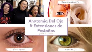 Anatomia del Ojo  De que manera se relaciona con Extensiones de Pestañas [upl. by Millan23]