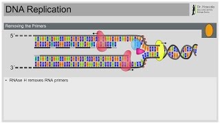 DNA Replication [upl. by Dorcia]