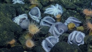 Massive Aggregations of Octopus Brooding Near Shimmering Seeps  Nautilus Live [upl. by Immaj798]