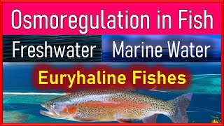 Osmoregulation in Fishes Balance of Salt and Water in Freshwater and Marine Fishes [upl. by Weixel339]