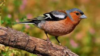 Canto de aves de ciudad [upl. by Maleen629]