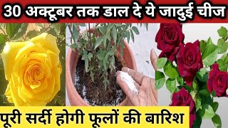 30 अक्टूबर तक डाल दे ये जादुई चीज पूरी सर्दी होगी फूलों की बारिशRose care tips in october month [upl. by Suiramad]