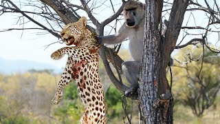 When Baboons Fiercely Attack a Leopard [upl. by Jaan700]