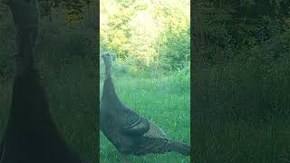 Wild Turkey Hen Soft Yelping to Her Flock [upl. by Felike]