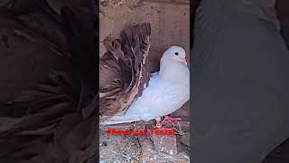 American Fental pigeon american kabootar fancypigen allhallowsday [upl. by Justus398]