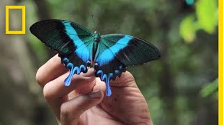 Inside the Lives of Butterfly Traders  National Geographic [upl. by Ciel]