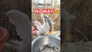 Cormorant swallowing a whole fish cormorants duck cormorantfishing [upl. by Ariay]