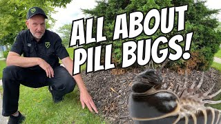 All About Pill Bugs [upl. by Prober]