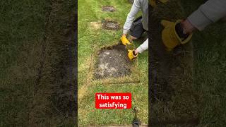 Overgrown satisfying lawn edging satisfying transformation edge shorts [upl. by Aiuoqes249]