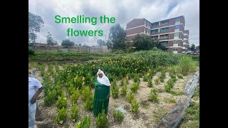 Smelling the flowers Constructed Wetlands for Wastewater in Ethiopia [upl. by Ikceb]