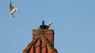 Fugle på en skorsten  Birds on a chimney [upl. by Aerdnuahs835]