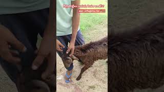 గొర్రె పొట్టేలు బరువు పెరగాలంటేsheep sheepfarming anemia vet [upl. by Anivlek349]