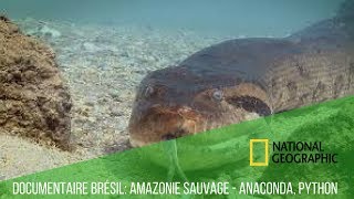 DOCUMENTAIRE BRÉSIL AMAZONIE SAUVAGE  ANACONDA PYTHON [upl. by Tugman]