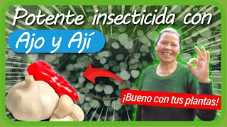 Cómo hacer un INSECTICIDA CASERO para plantas con AJO Y AJÍ SUPER EFECTIVO Moscas áfidos minadores [upl. by Ula978]