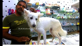 Canine distemper affected Paralyzed dog recovered after Homeo treatment [upl. by Guidotti]