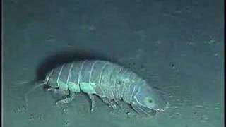 Deep Sea Isopods [upl. by Lyons]