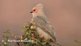 Birding ANGOLA 2023 [upl. by Kevyn]