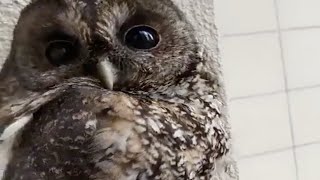 Petting an Owl Sitting On a Balcony [upl. by Kermy]