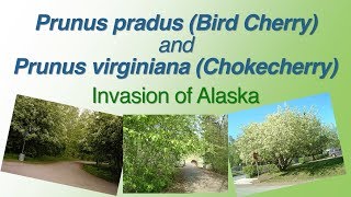 Prunus padus Bird Cherry and Prunus virginiana Chokecherry Invasion of Alaska [upl. by Esinart856]