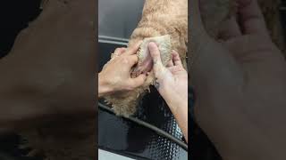 Deep Ear Cleaning and Dental Flush on a Cocker Spaniel Dog [upl. by Elburt]