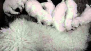 Bichon Frise puppies 3 weeks old [upl. by Karilynn]