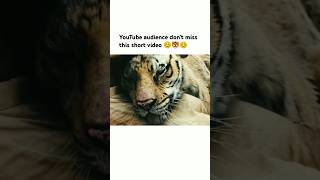 YouTube audience dont miss this short video 😊🐯😊 song bollywood love trending viralsong [upl. by Anawek]