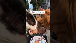 Feeding Stray Cats with a Hidden Camera cats cuteanimals straycats feeding hiddencamera funny [upl. by Ecarg]