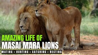 Amazing life of Masai Mara Lions  Masai Mara National Park Kenya [upl. by Anaujnas544]