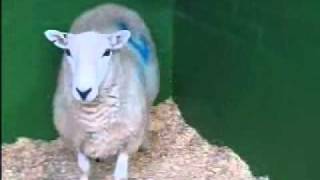 Sheep with head tremor overreacting to auditory stimulus 14mb hand clap overreactwmv [upl. by Sessilu]