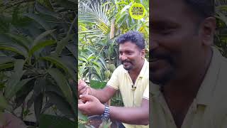 மாடியில் மாங்காய் காடு  Mango tree forest at terrace garden  Organic fruits from terrace garden [upl. by Epuladaug708]