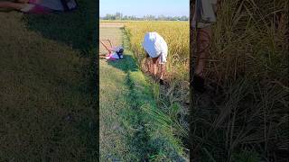 The cow is in the paddy field and then [upl. by Bigelow]