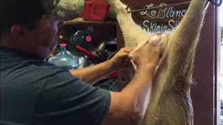 Skinning a Wild Hog with the Raptorazor Big Game Skinner [upl. by Raquel]