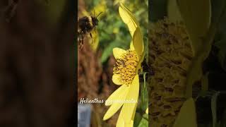 Funny helianthus grosseserratus or sawtooth sunflower shorts herbarium [upl. by Gennaro]