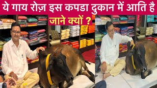 Gau mata viral Raipur Chhattisgarh यहि गौ माता रोज कपडा दुकान में आति है [upl. by Dnalrag]