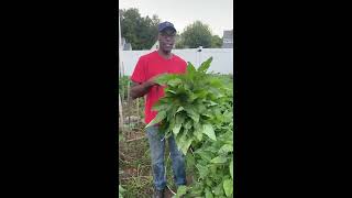 Getting ready for Callaloo final harvest in Connecticut Cutting washing then freeze superfood [upl. by Ednutabab246]