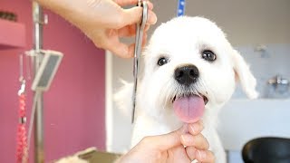 Grooming Guide  How to Groom a Maltese Puppy 13 [upl. by Ecirual351]