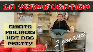 Vermifuger son chien ou son chiot  malinois 2 semaines  HOT DOG amp PRETTY MAMA  2021 [upl. by Felten]