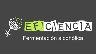 FERMENTACIÓN ALCOHÓLICA Piruvato descarboxilasa Etanol CO2 Anaerobiosis [upl. by Araminta]