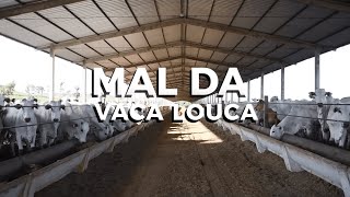 O QUE É O MAL DA VACA LOUCA [upl. by Shewmaker160]