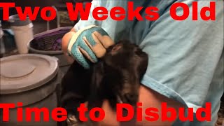 How To Disbud Dehorn Baby Goats [upl. by Enilauqcaj]