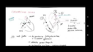 Neonatologia neonato SGA circolazione fetale score Silverman Andersen  pediatria [upl. by Aneala698]