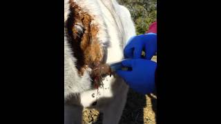 Horse Abscess Being Lanced [upl. by Selrac]