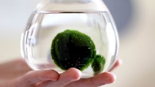 Easy Marimo Care [upl. by Llehsim]