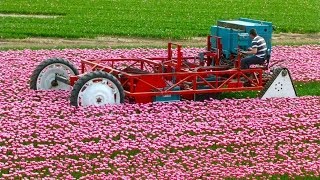 Tulpen koppen  Topping Tulips  Vido Fleur [upl. by Name]