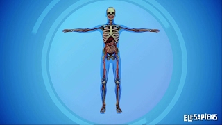 LOS SISTEMAS DEL CUERPO HUMANO [upl. by Hayden]