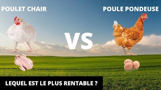 POULET CHAIR VS POULE PONDEUSE  Lequel est le plus profitable [upl. by Hareema929]