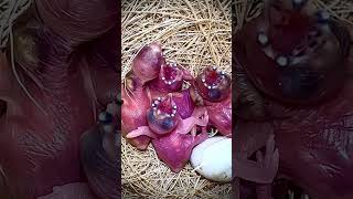 NOT AI Mutation gouldian finch chicks close up  baby bird bird birds [upl. by Lledyr87]