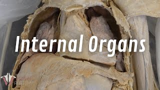 The Real Human Body Internal Organs of the Thorax [upl. by Melodie642]