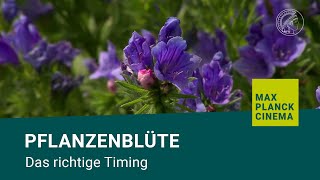 Pflanzenblüte  das richtige Timing [upl. by Ulberto691]